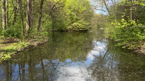 Peaceful Dutch Forest Pond with Mirror Reflections and Wildlife Stock-Footage 334150345