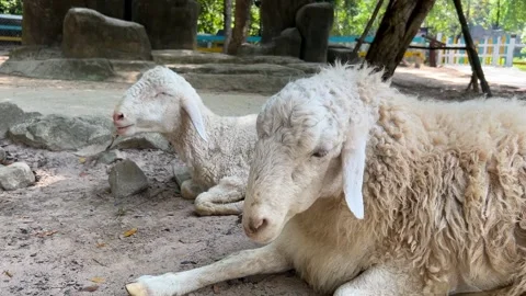 Peaceful Easter Sheep Relaxing Outdoors Stock Footage 288076343