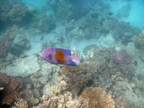 Peaceful egypt Stock Photos