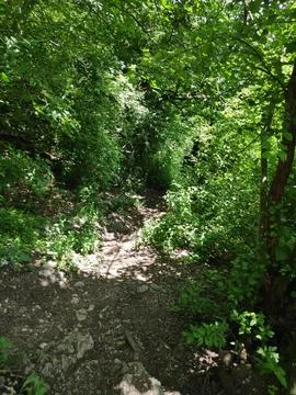 Peaceful Empty Forest Trail Through Green Wilderness 库存照片