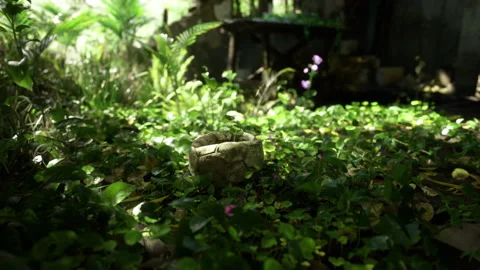 Peaceful environment featuring dim shadows and scattered foliage Stock Footage 343616617
