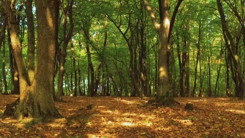 Peaceful environment in forest Stock Footage 273210780