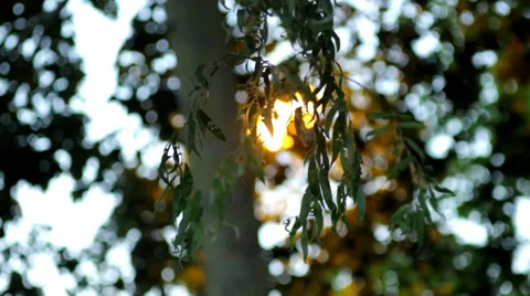 Peaceful Evening Light. Lamppost Stock Footage 37021156