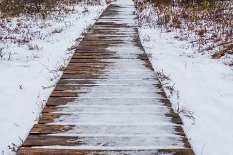Peaceful Evening on Pine Forest Trail Near Baltic Sea with Snow Stock Photos