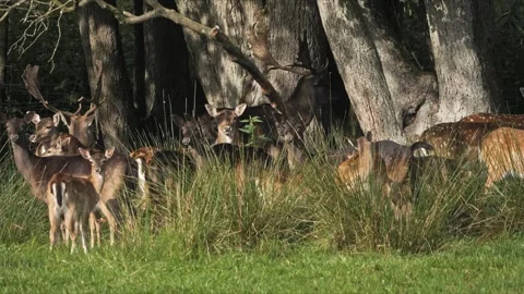 Peaceful Fallow Deer Herd in Ancient Forest Shade – 4K Wildlife Stock Stock-Footage 320929186