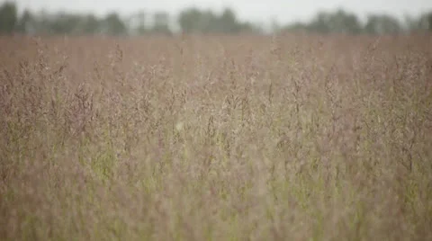 Peaceful field (short version) Stock Footage 25532268