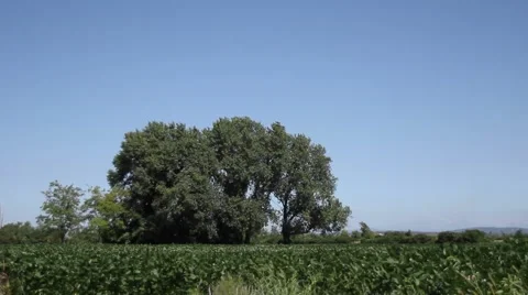 Peaceful field with tree, wind and blue sky Video stock 52513190