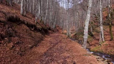 Peaceful Flowing Mountain Stream in a Dense Autumn Beech Forest Stock Footage 336286810