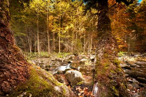 Peaceful flowing stream Stock Photos