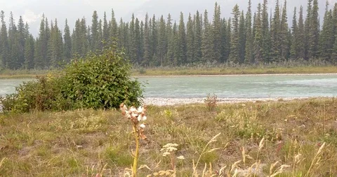 Peaceful flowing tranquil river flowing through British Columbia Stock Footage 97977264