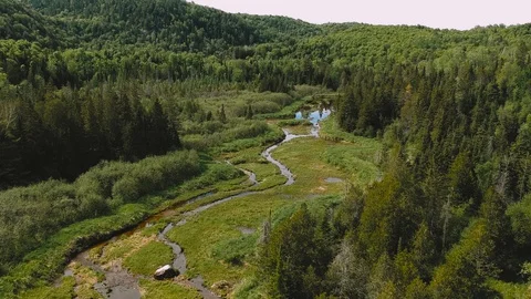 Peaceful forest and stream 스톡 동영상 128009784