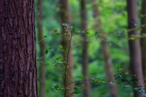 Peaceful Forest Background Stock Photos