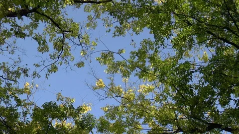 Peaceful Forest Breeze Stock Footage 100285969