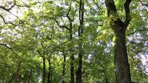 Peaceful Forest Breeze Stock Footage 100286195