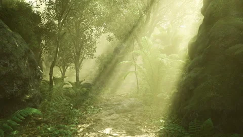 Peaceful forest environment with diffused sunbeams and muted greens Stock Footage 340342584