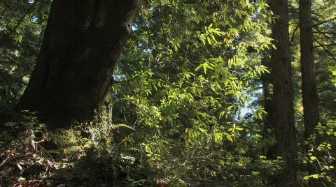 Peaceful Forest Video stock 612410