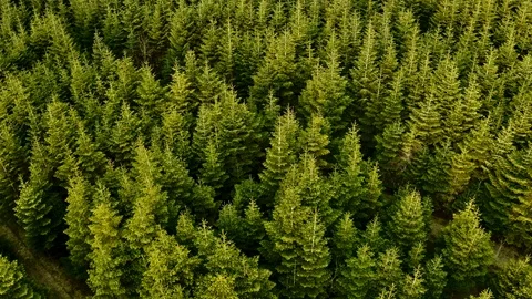 Peaceful forest Video stock 107336997