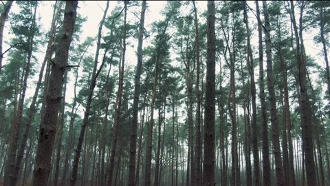 Peaceful forest Video stock 145957918