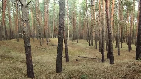 A peaceful forest full of towering trees and golden grasses creates a calming Stock Footage 292753102