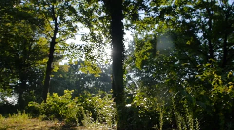 Peaceful forest in Germany, slide camera movement and sound 動画素材 68934375