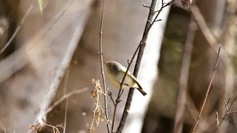 Peaceful Forest Harmony Through a Kinglets Gaze from a Cedar Limb Stock Photos