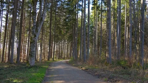 Peaceful Forest Hike on a Leaf-Covered Path in Allgaeu During the First Warm Stock Footage 309017520