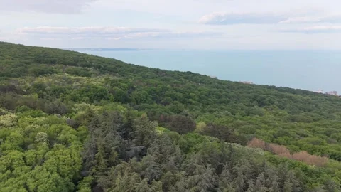 Peaceful Forest Hillside Landscape Captured During Smooth Aerial Drone Stock Footage 335067300