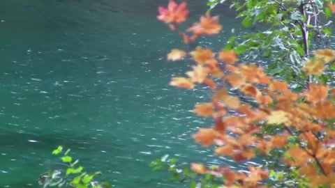 Peaceful Forest Imagery with Falling Colors and Still Waters Stock Footage 346196551