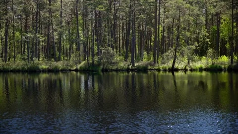 Peaceful Forest Lake with Pine Trees and Calm Water Reflections Stock Footage 338268474