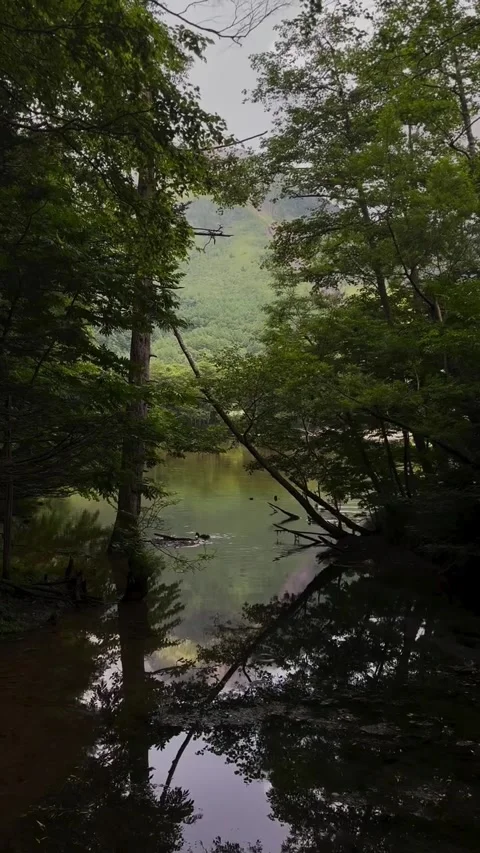 Peaceful Forest Lake Surrounded by Lush Trees Vídeos de archivo 340868462