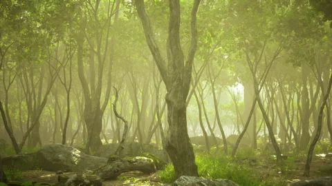 Peaceful forest landscape featuring moss and scattered rocks Stock Footage 341566422