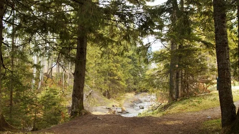 Peaceful forest landscape with mountain stream flowing among green tree trunks  Stock Footage 107493069