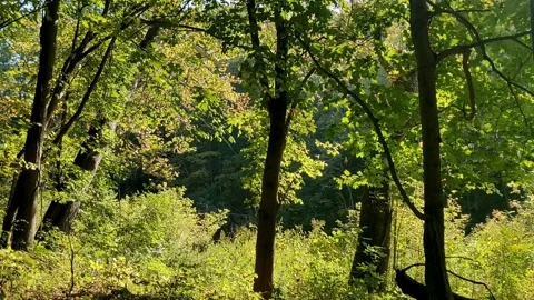 Peaceful forest landscape with rays of sunlight Stock Footage 340080505