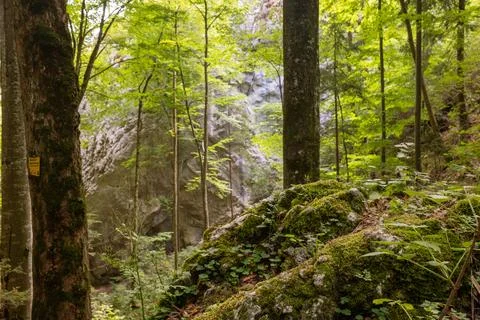 Peaceful Forest With Mossy Rocks Stock Photos