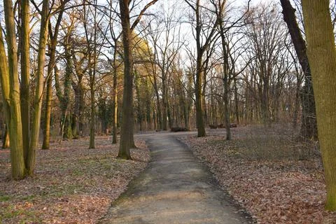 Peaceful Forest Path with Bare Trees and Autumn Leaves on Woodland Trail Stock Photos