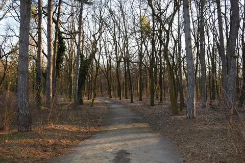 Peaceful Forest Path with Bare Trees and Autumn Leaves on Woodland Trail Stock Photos