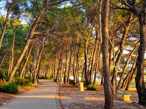 A peaceful forest path bathed in sunlight, surrounded by tall pines and lush  Stock Photos