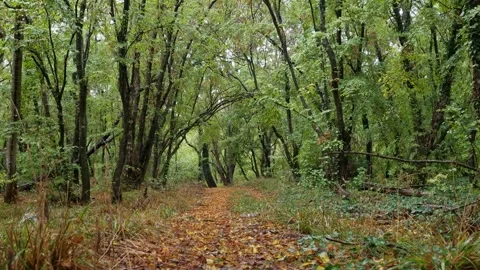 Peaceful forest path covered with green trees after light rain Stock Footage 319060635