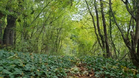 Peaceful Forest Path with Green Trees and Soft Natural Light Stock Footage 320161930