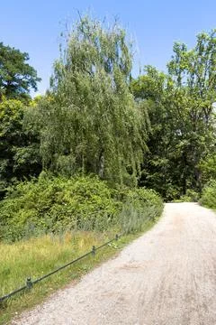 A peaceful forest path. Stock Photos