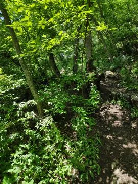 Peaceful Forest Path Surrounded by Lush Greenery Foto stock