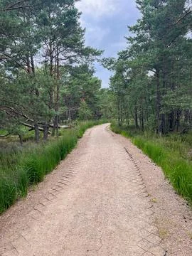 Peaceful Forest Path Winding Through Trees Stock Photos