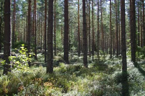 Peaceful forest Stock Photos