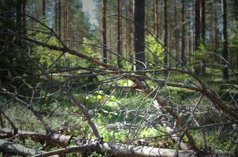 Peaceful forest Stock Photos