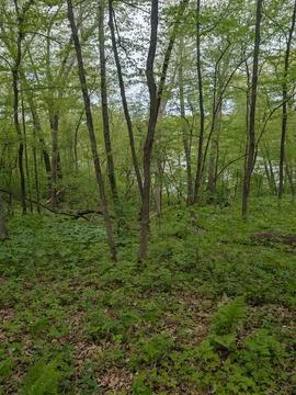 Peaceful Forest 스톡 사진