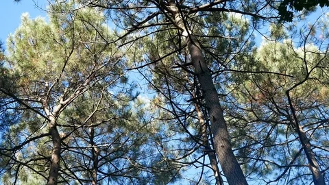 Peaceful forest with pine trees waving in the wind Video stock 121785463
