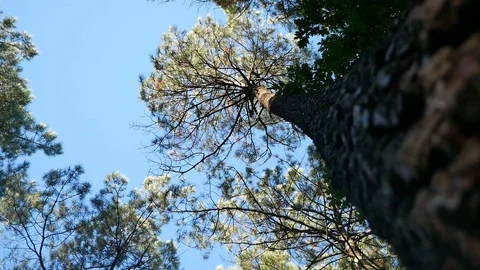 Peaceful forest with pine trees waving in the wind Video stock 121811491
