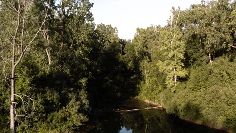 Peaceful Forest Pond with Dense Greenery and Perfect Reflections Stock Footage 276883238