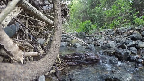 Peaceful Forest River close to a root tree and a lot of little rocks 库存影片 100547796