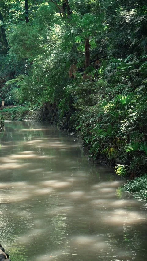 Peaceful forest river with dappled sunlight and cicada sounds Vidéo 345780024